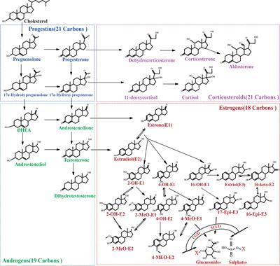 Metabolic alteration of circulating steroid hormones in women with gestational diabetes mellitus and the related risk factors